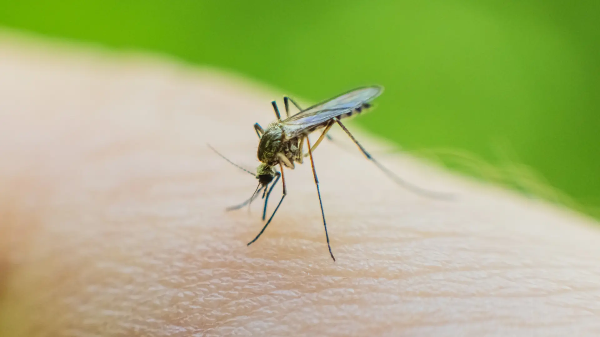 Las "mosquitas", ese incordio del verano: qué debes hacer para evitar sus picaduras