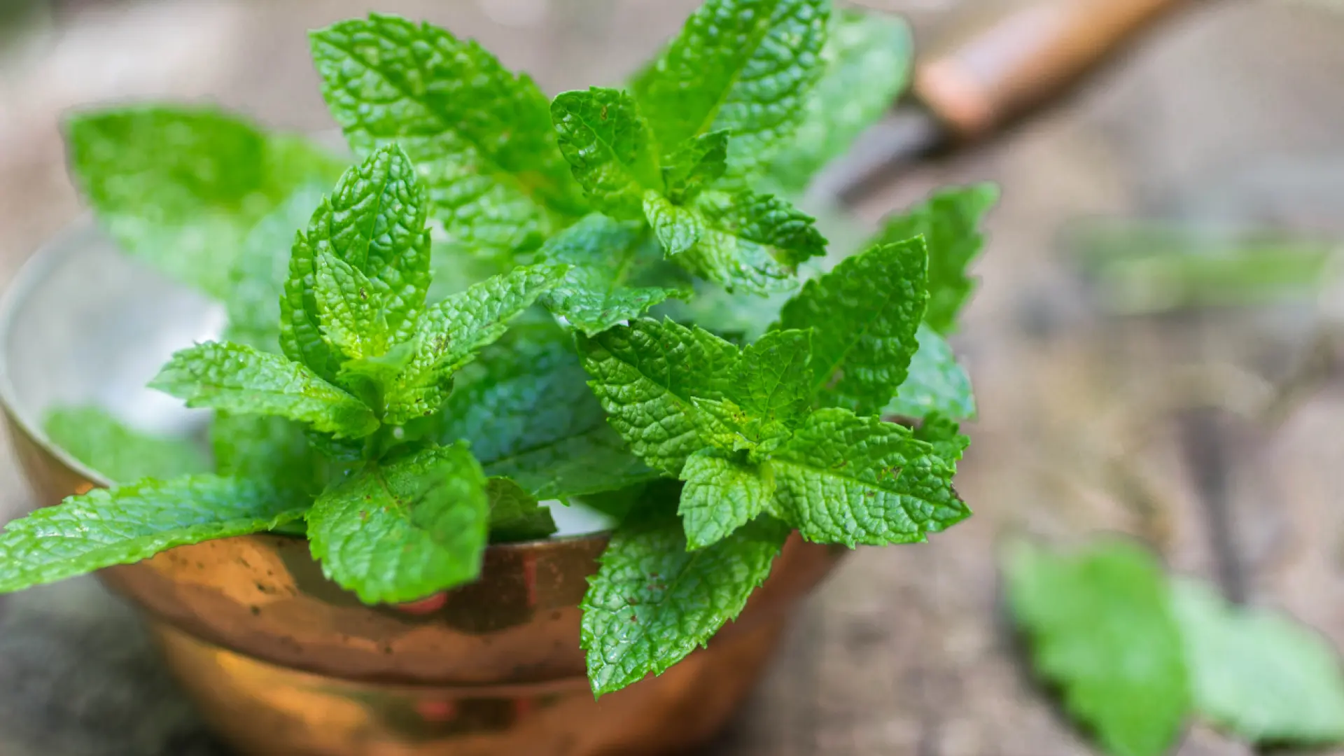 Cuáles son las propiedades curativas de la menta