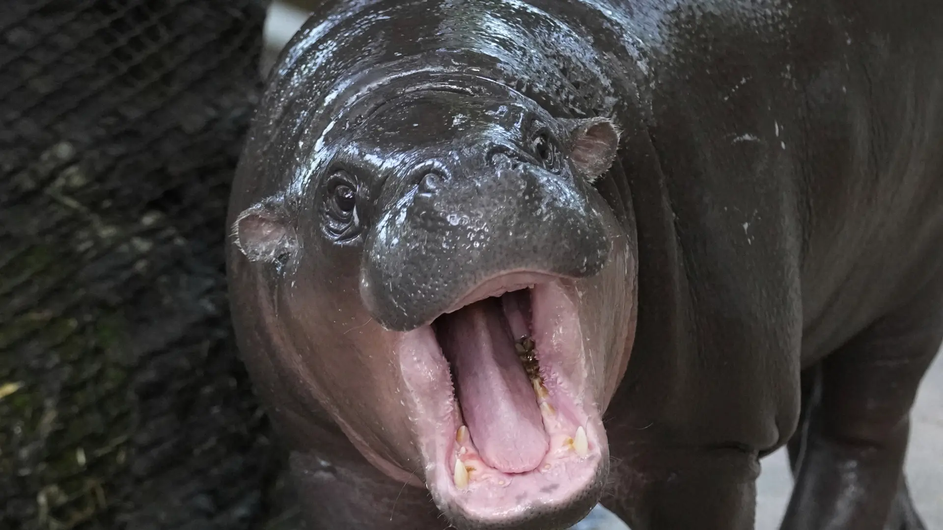 Moo Deng, el hipopótamo viral de Tailandia, celebra su primer cumpleaños junto a miles de turistas