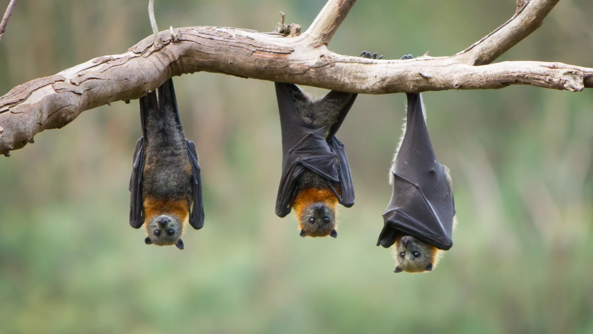 Virus Nipah: en qué zonas está presente esta enfermedad con potencial epidémico que preocupa a la OMS