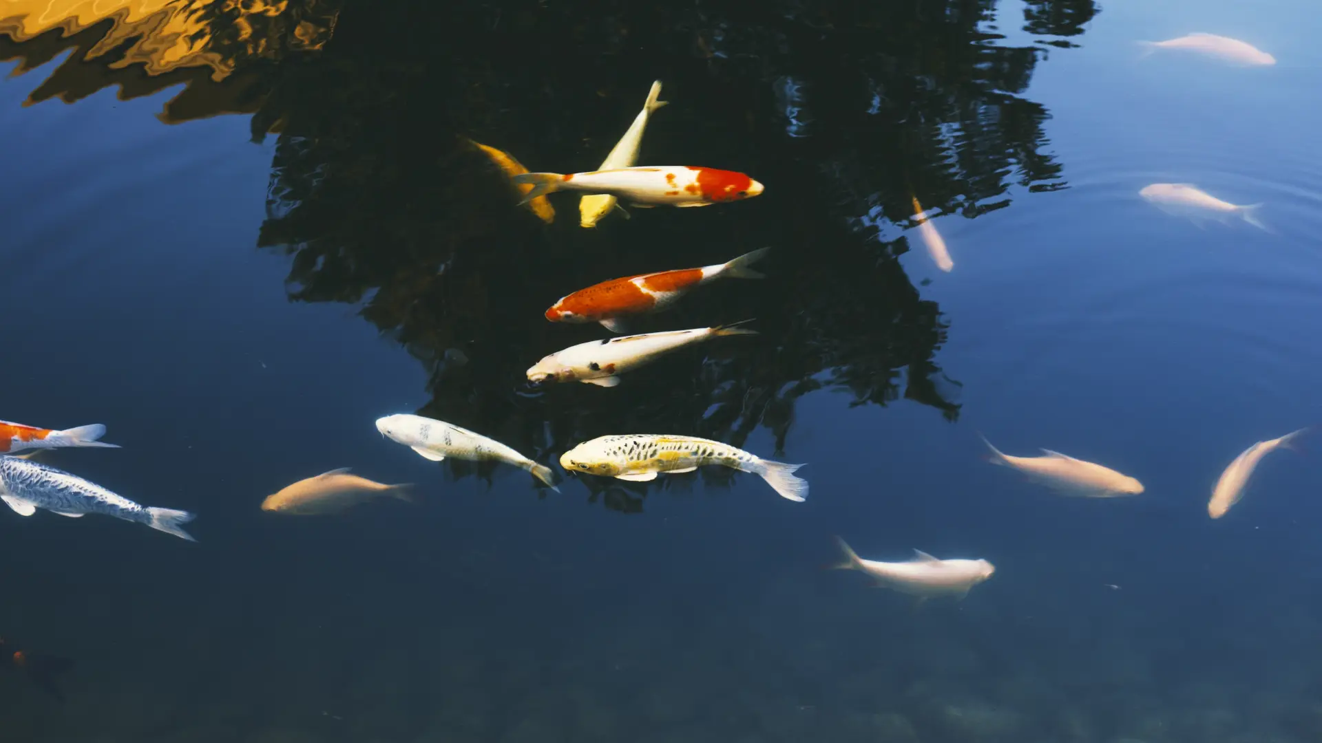 Al menos 1.500 peces mueren "asfixiados" en un río de Austria por la ola de calor