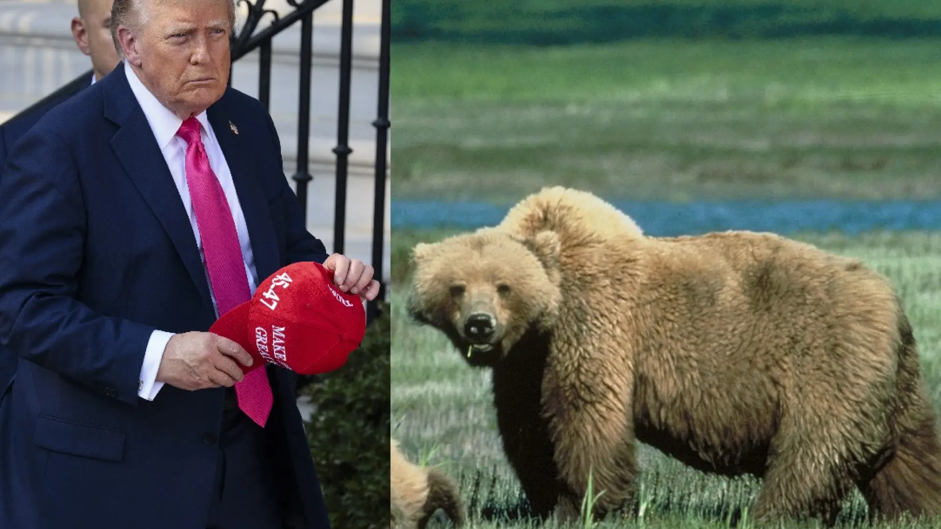 Tras el centro de internamiento rodeado de caimanes, el equipo de Trump planea crear en Alaska uno rodeado de osos salvajes