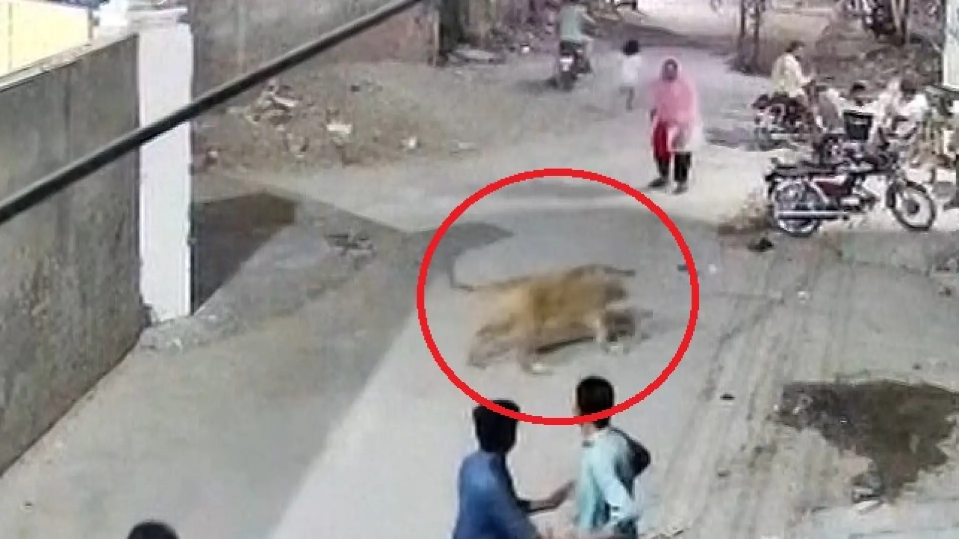 Un león doméstico se escapa y ataca a una mujer y sus dos hijos en Pakistán