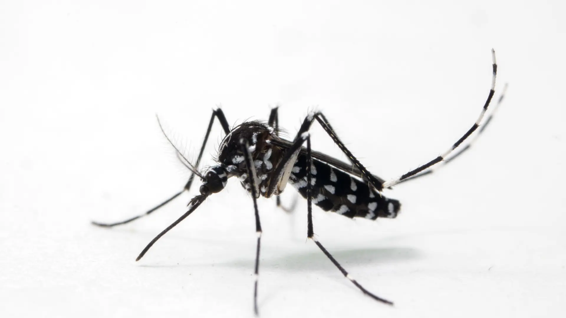 La OMS publica sus primeros protocolos para el dengue, el zika, el chikungunya y la fiebre amarilla