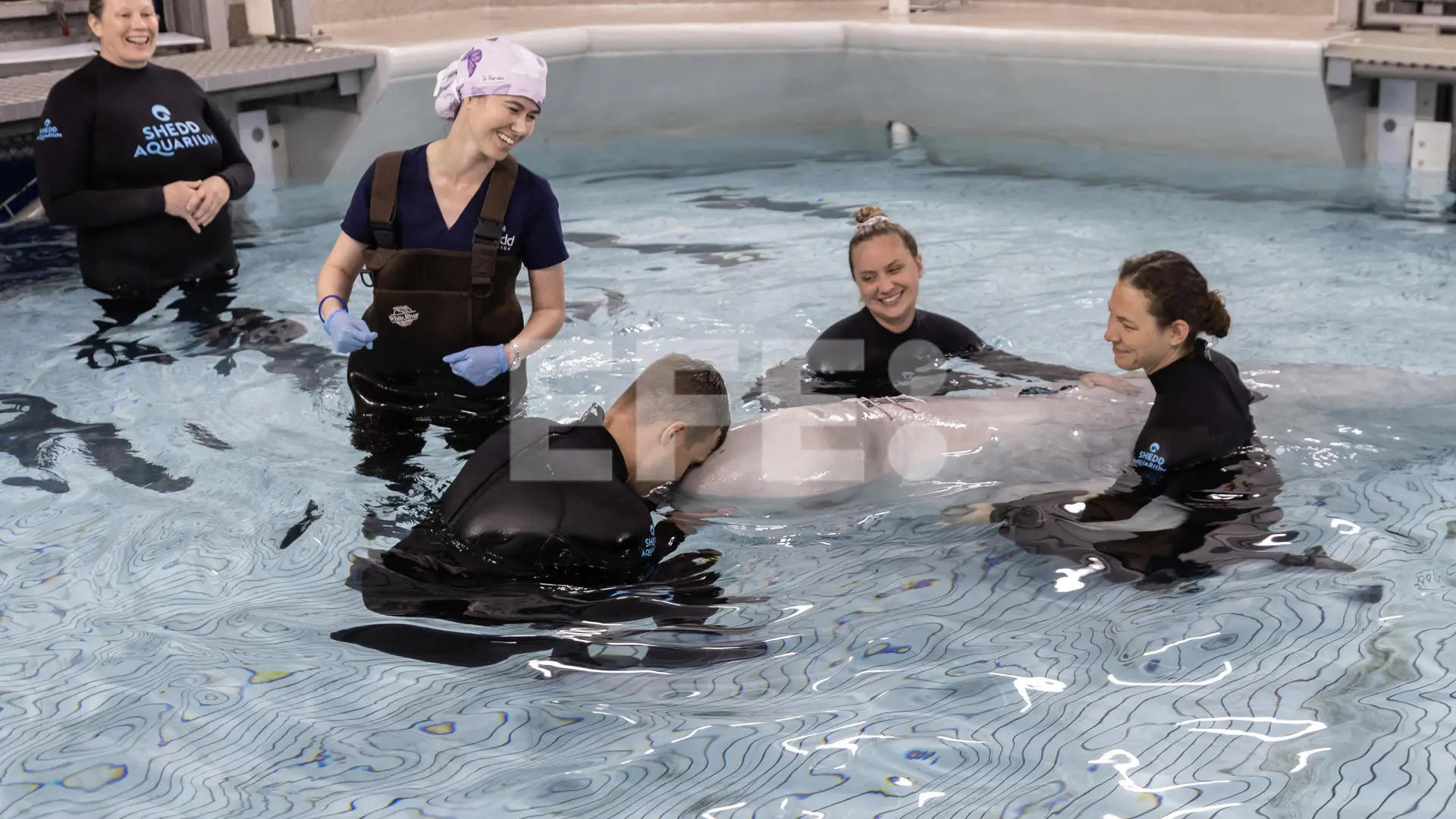 Una ballena beluga sobrevive a una cirugía pionera en un acuario