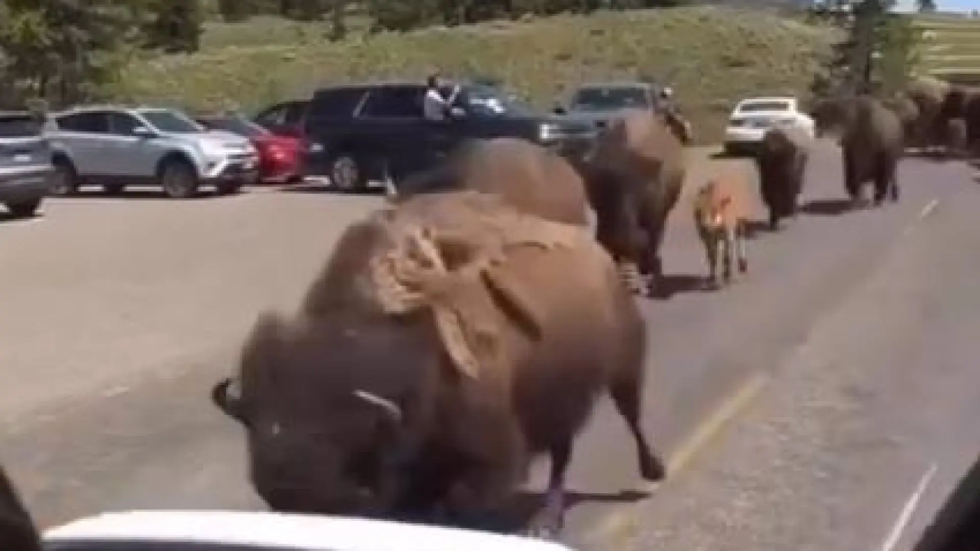 ¿Están huyendo los animales de Yellowstone? La explicación científica detrás de los vídeos virales en las redes sociales