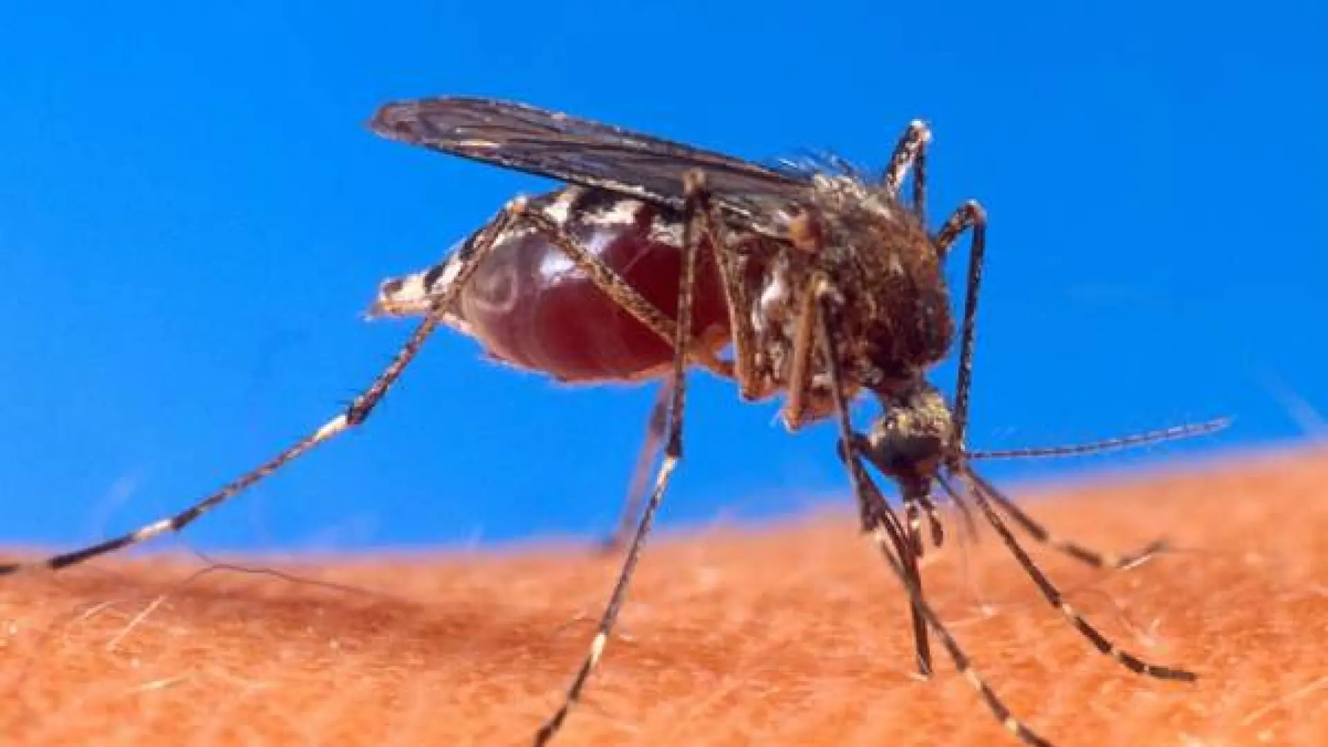 Alerta en China por el brote de chikungunya: 3.000 afectados en una semana y medidas sanitarias que recuerdan a la pandemia