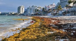 Sargazo da tregua al sur de Quintana Roo, pero se acumula en Cancún