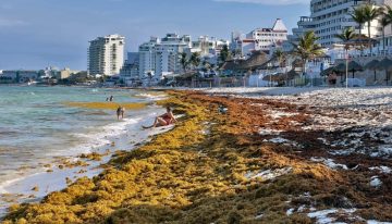 Sargazo da tregua al sur de Quintana Roo, pero se acumula en Cancún