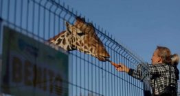 Nueva clasificación científica revela cuatro especies de jirafa en lugar de una