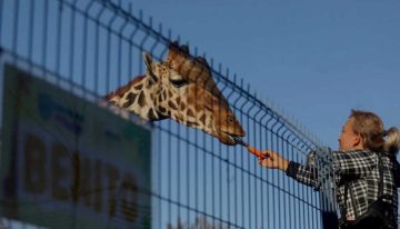 Nueva clasificación científica revela cuatro especies de jirafa en lugar de una