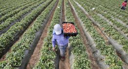 Caen exportaciones agroalimentarias, pero México mantiene superávit de 5,155 millones de dólares