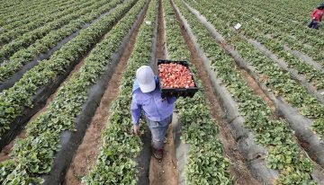 Caen exportaciones agroalimentarias, pero México mantiene superávit de 5,155 millones de dólares