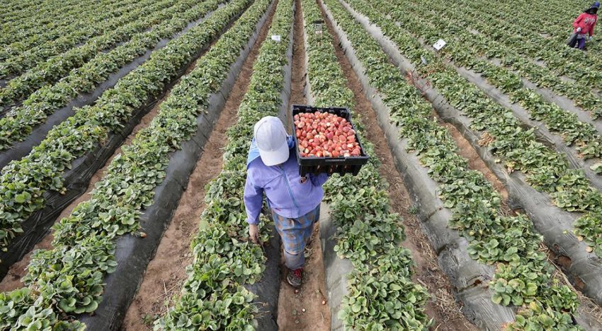 Caen exportaciones agroalimentarias, pero México mantiene superávit de 5,155 millones de dólares