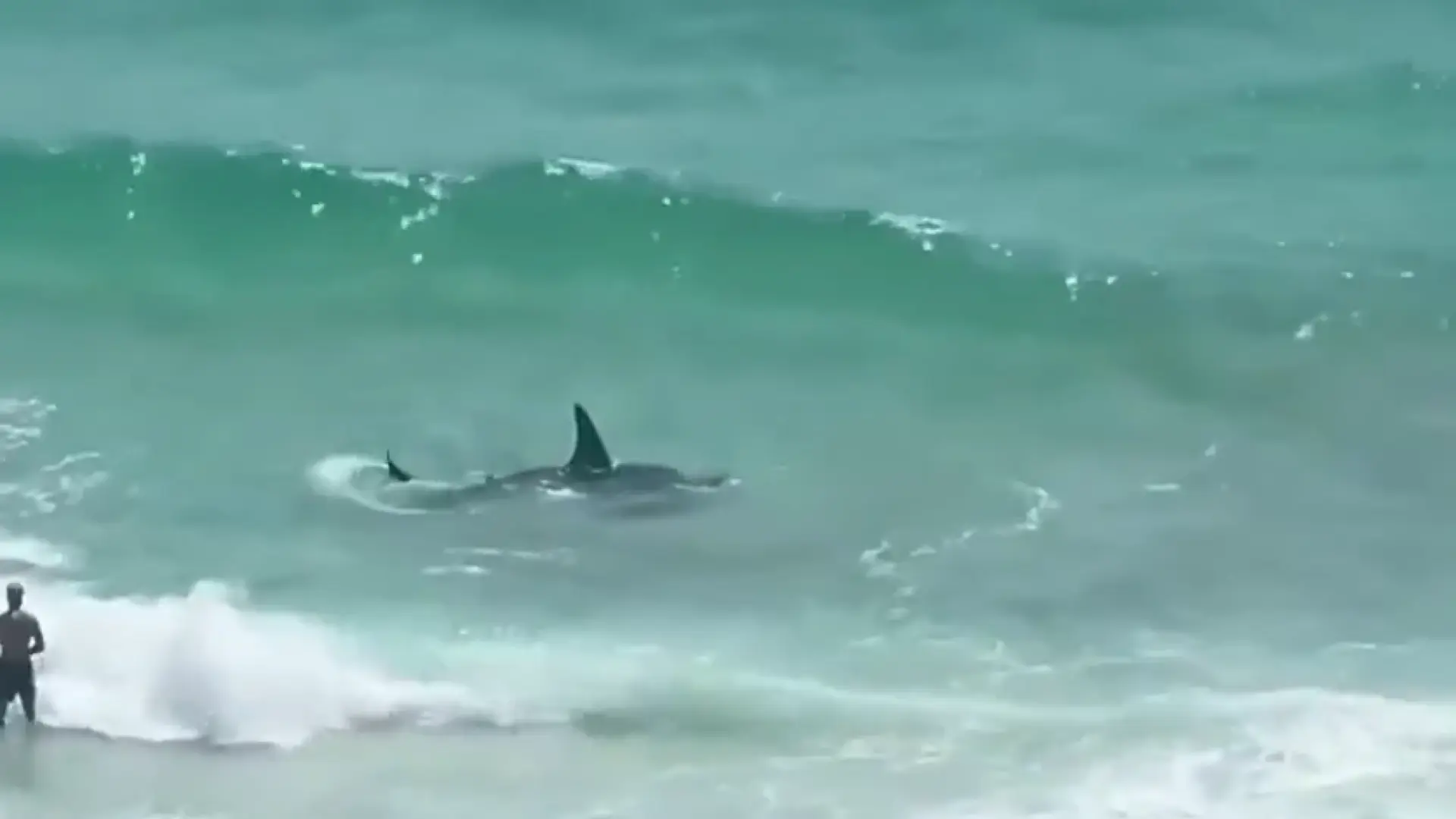 Sorprendente pelea marina: un tiburón y una mantarraya luchan en una playa de Florida