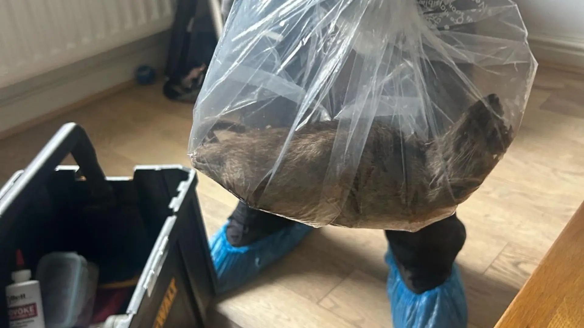 «Casi del tamaño de un gato»: hallan una rata de más de 56 centímetros en una casa del norte de Inglaterra