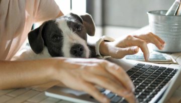 «Gua, gua» en el trabajo: Las ventajas de llevar mascotas a la oficina