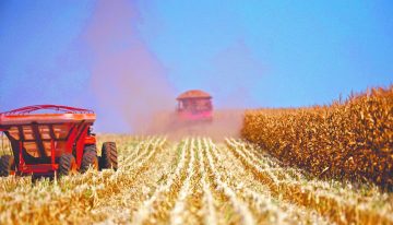 Soya y maíz operan volátiles a la espera de estimado agrícola en EU