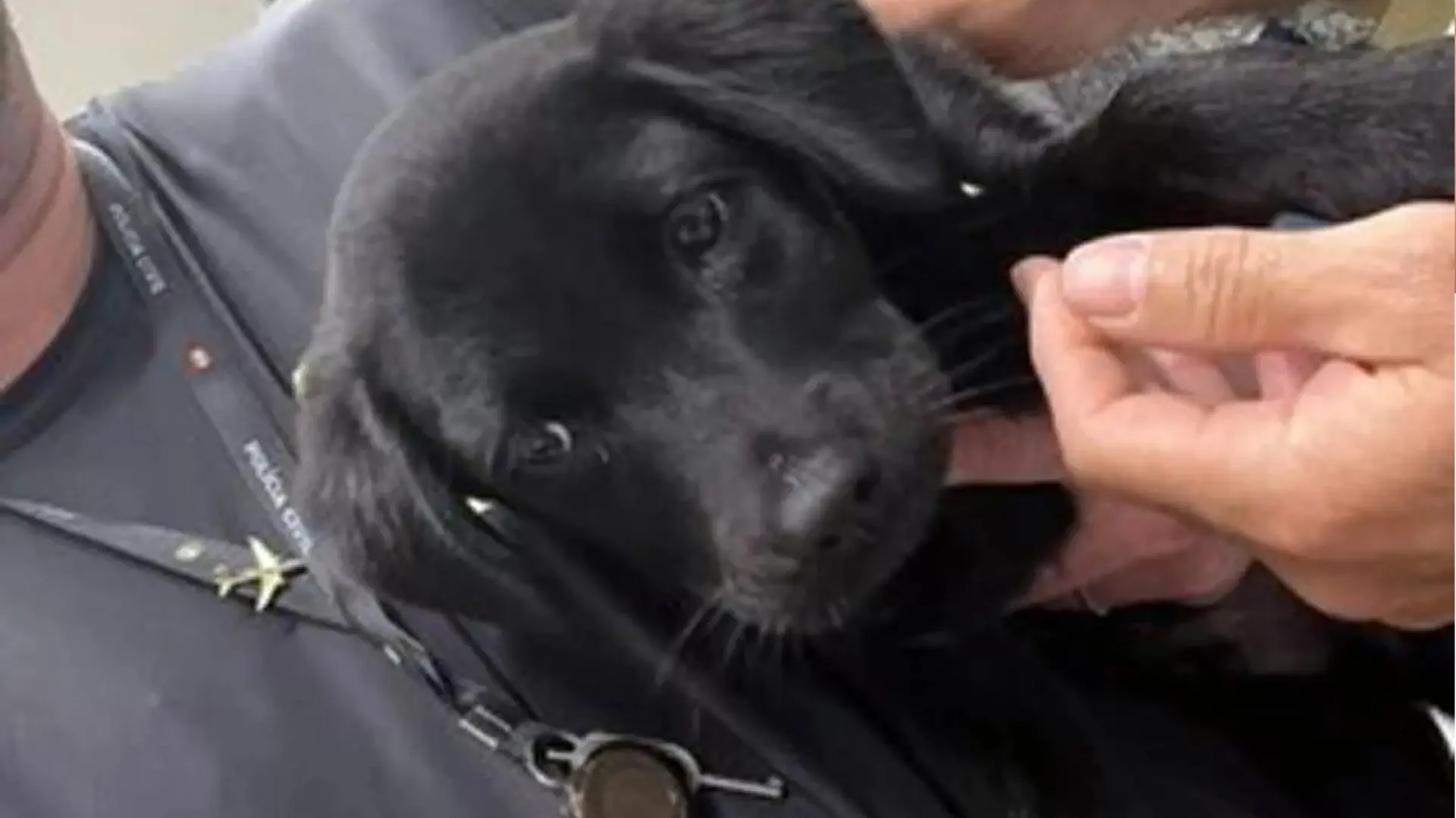 Detenido por abandonar a su perro en el aeropuerto porque le negaron el embarque con el animal