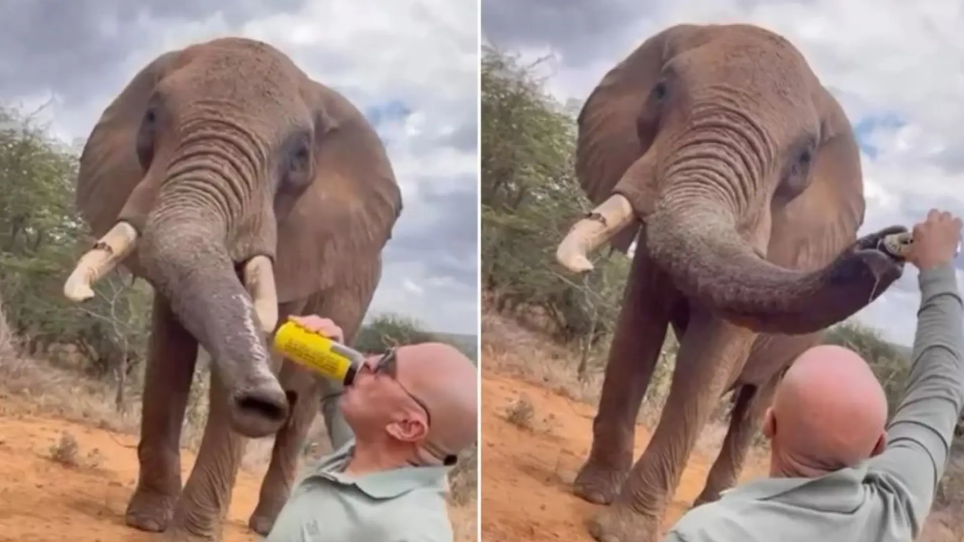 Un español le da cerveza a un elefante en Kenia y desata las críticas: «Este comportamiento es inaceptable»