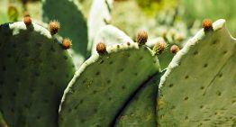 El club de los superalimentos mexicanos: nopal, chía, amaranto y cacao
