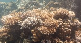 Aumento de la temperatura del mar pone en riesgo los corales de Venezuela