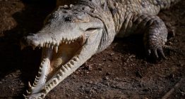 Reuters: La última carrera para salvar al cocodrilo del Orinoco