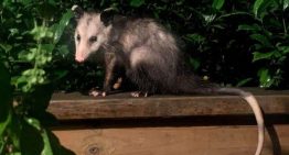 La zarigüeya, un marsupial en Caracas que muchos matan por ignorancia