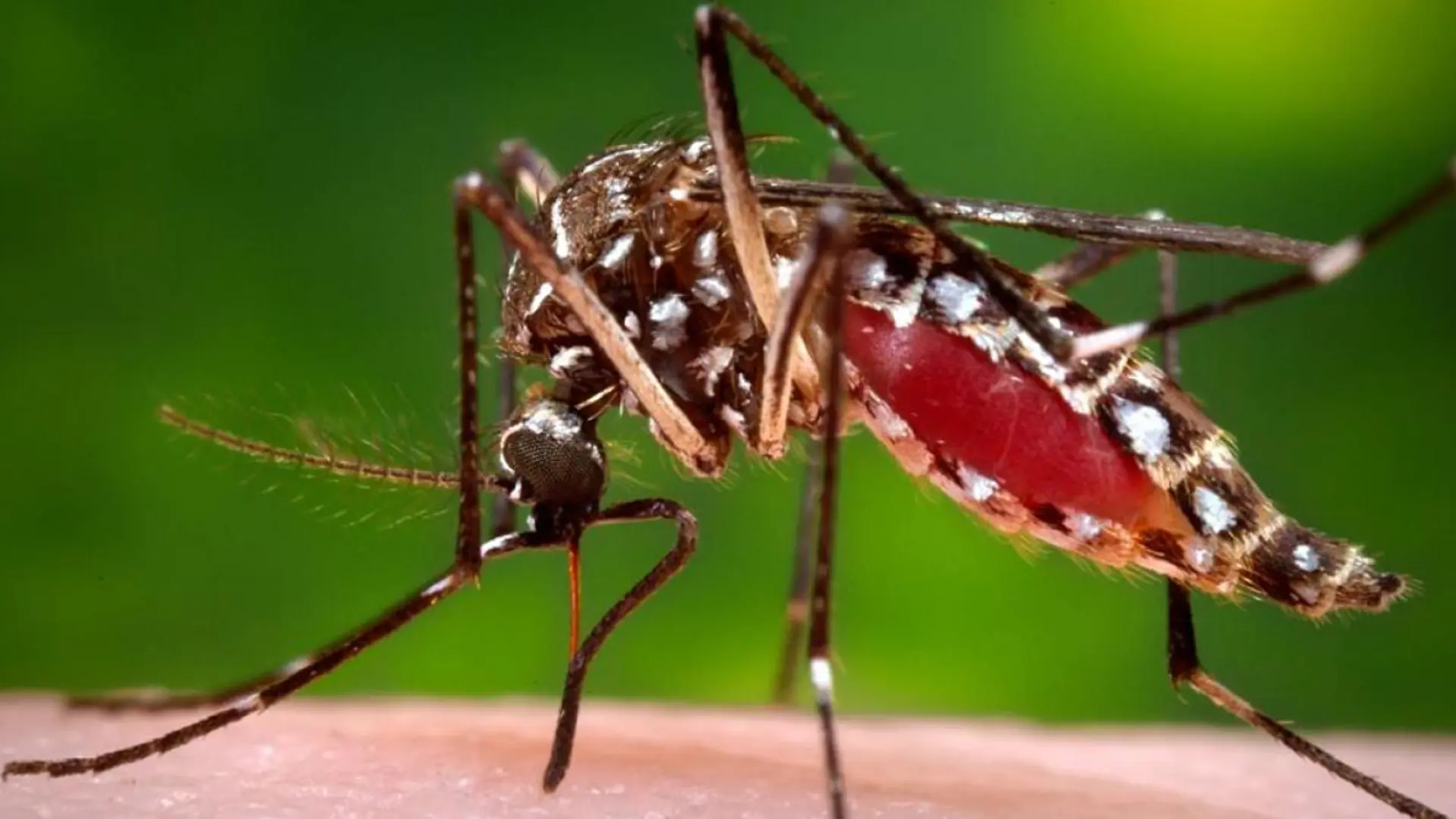 China despliega a mosquitos 'cazadores' para acabar con el brote de chikunkuya que alarma al mundo: hay 3.000 infectados en una semana