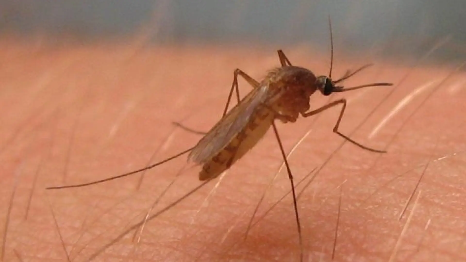 Italia eleva a 22 los muertos por el virus del Nilo y ya es el país europeo con más casos