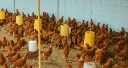 Granjas en Táchira están en riesgo de cerrar por contrabando de huevos colombianos