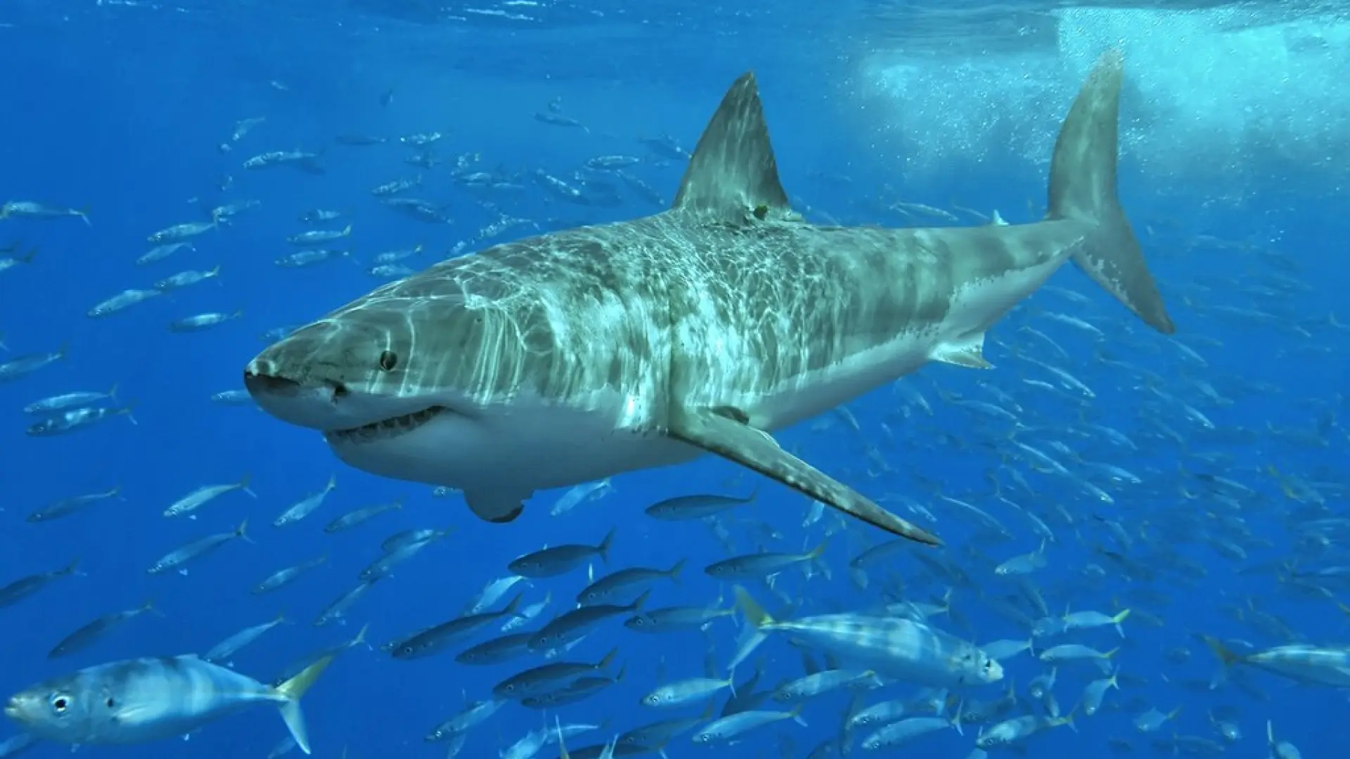 ¿Cuáles son los lugares con más tiburones en el mundo?