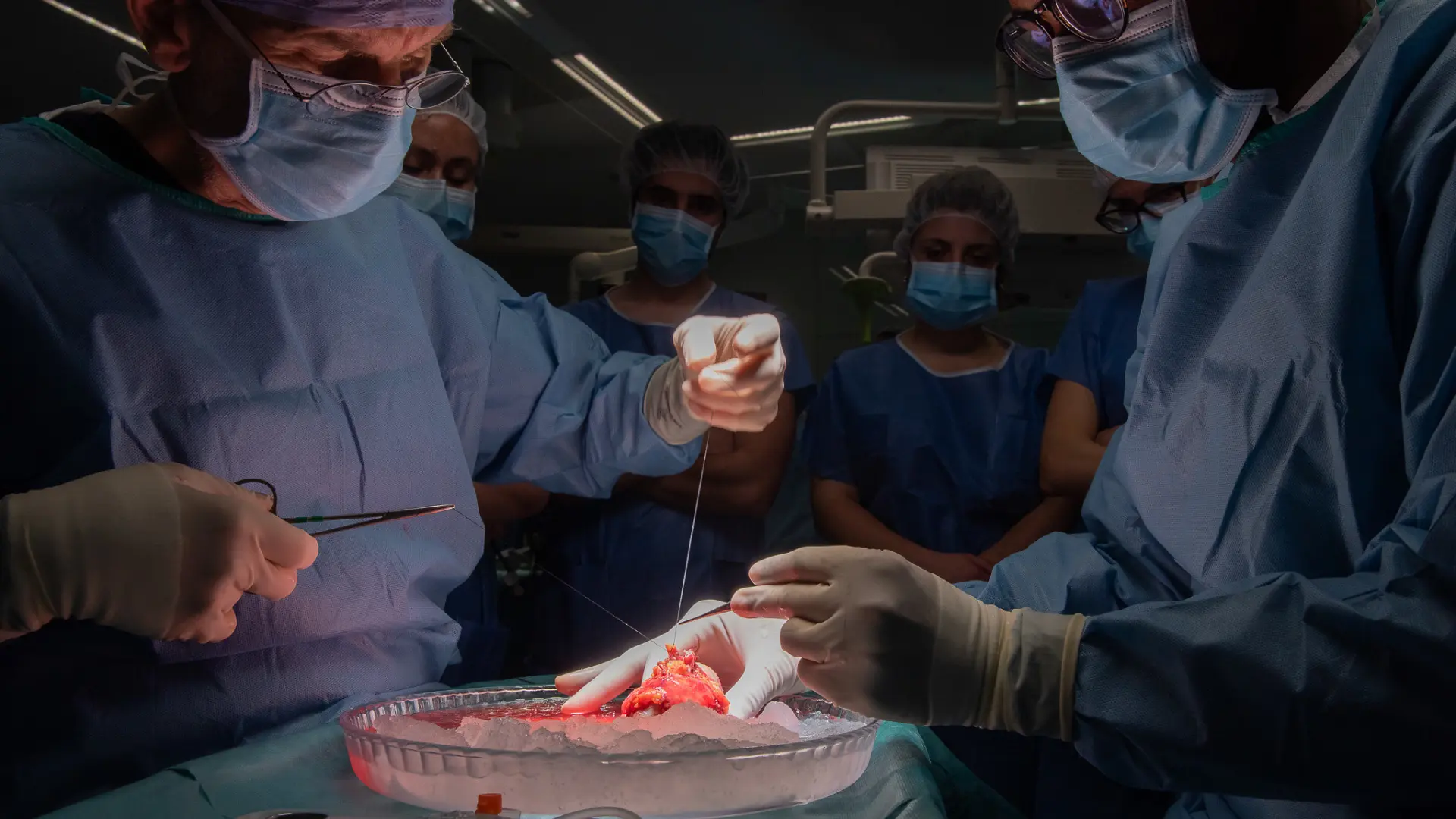 Realizado el primer trasplante de pulmón de cerdo a un humano en muerte cerebral