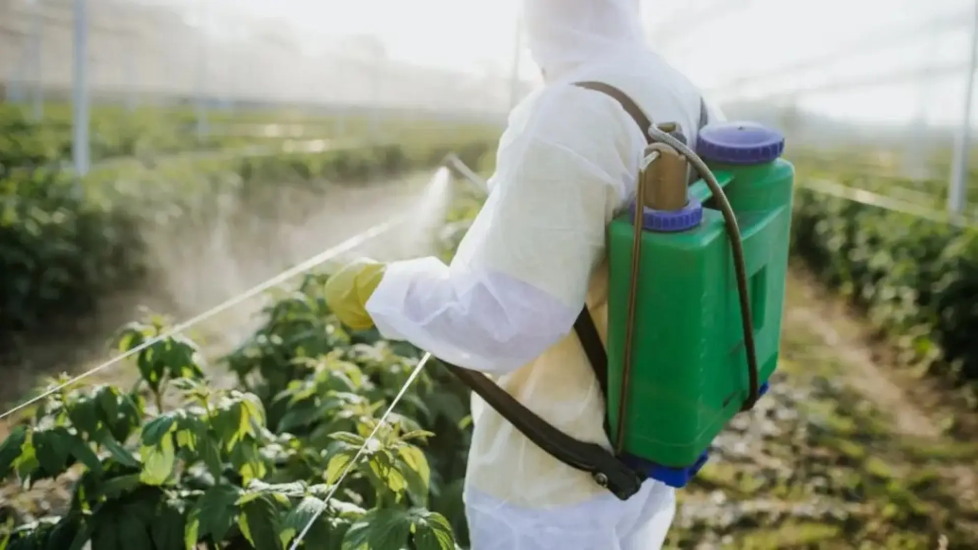 Estas son las propiedades curativas del Neem y cómo usarlo para aprovecharlo al máximo