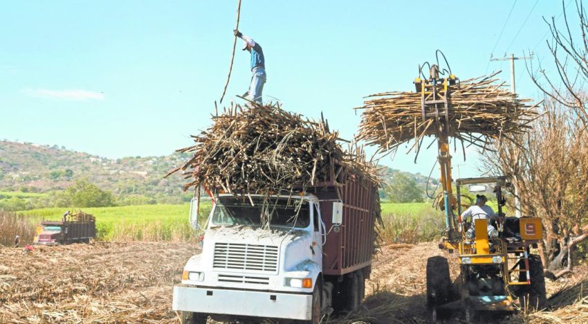 Francesa NetZero construirá en Brasil planta de biocarbón a base de caña de azúcar