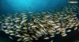 Acuerdo sobre subsidios a la pesca de la OMC entra en vigor sin México