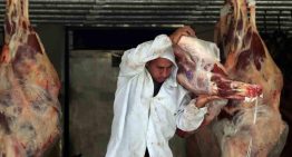 Sheinbaum anuncia programa para impulsar la producción de carne por 700 millones de pesos