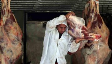 Sheinbaum anuncia programa para impulsar la producción de carne por 700 millones de pesos