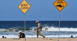 Tiburón mata a un surfista en playa de Australia
