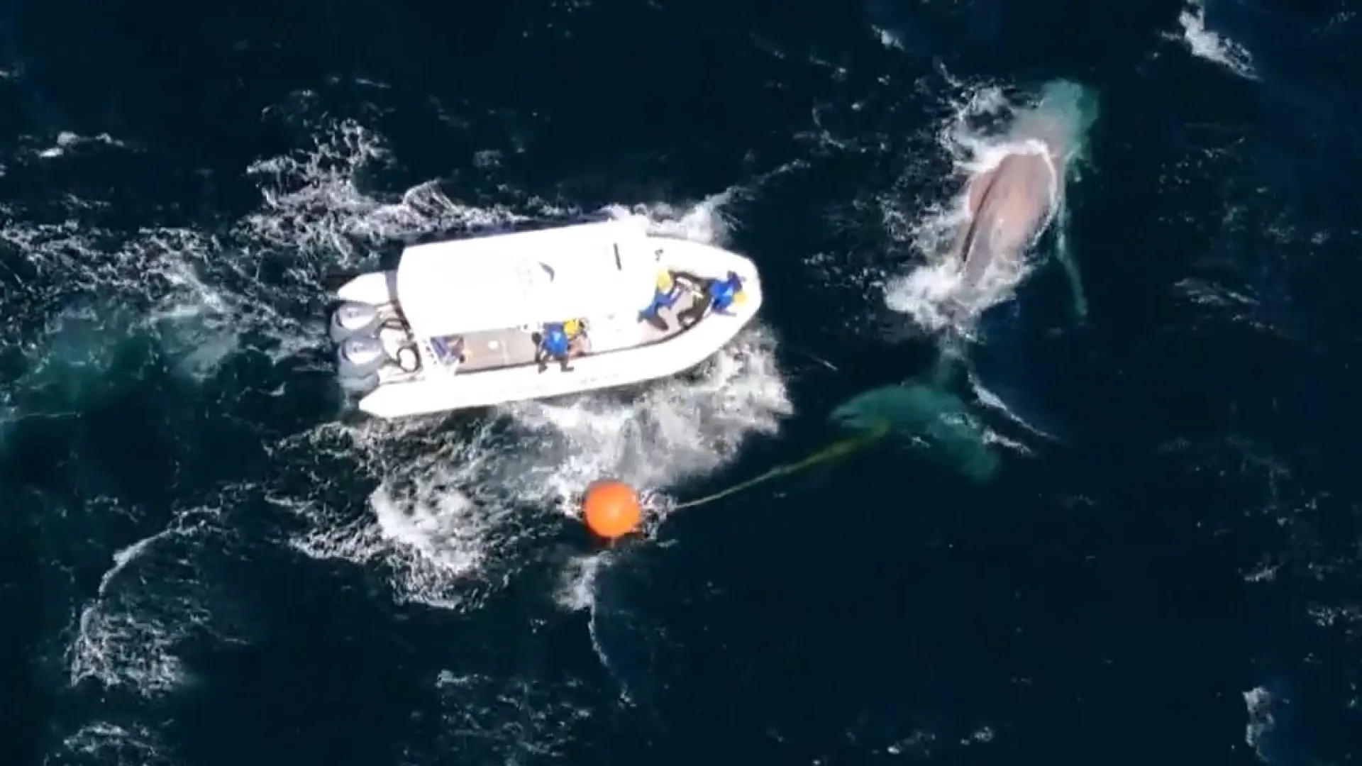 Emotivo recate de una ballena jorobada en Australia