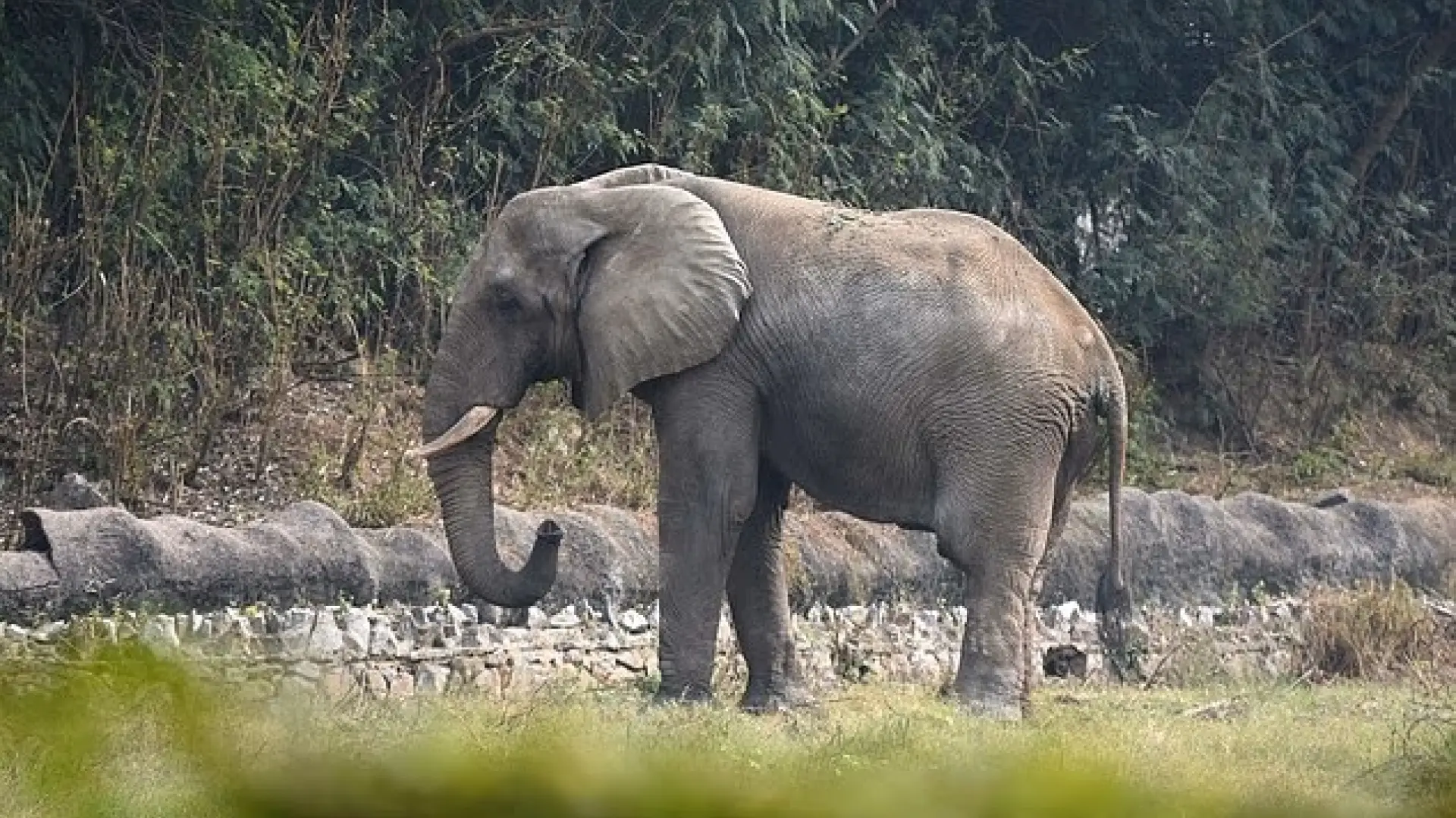 Muere Shankar, el «elefante más solitario del mundo» tras 13 años aislado en un zoo: había dejado de alimentarse