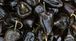 Chile chilhuacle: Origen y tradición del chile más caro de México