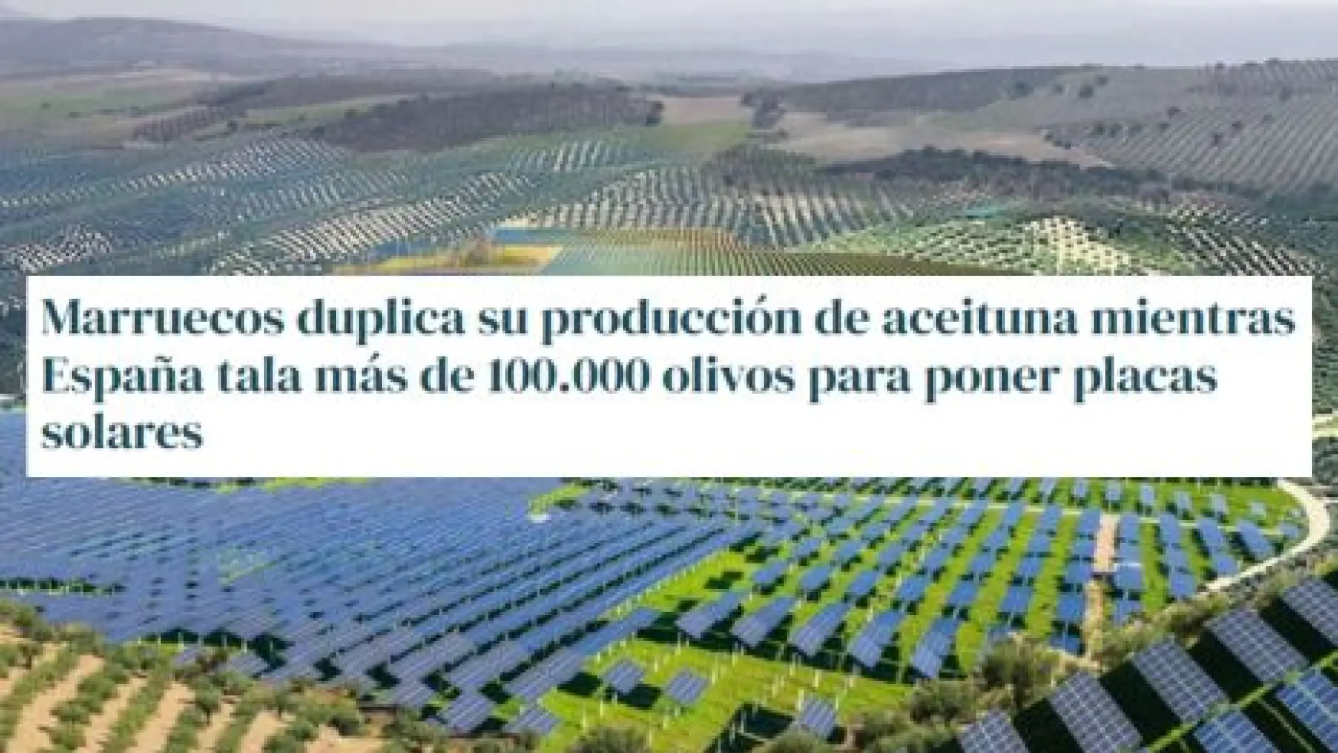Cuidado con los contenidos que aseguran que Marruecos ha duplicado su producción de aceitunas y aceite esta temporada: los datos dicen lo contrario