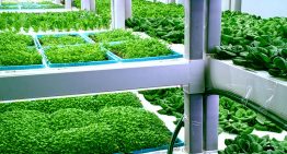 Agrónomos venezolanos piden a los agricultores adoptar la tecnología digital