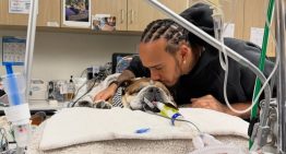 Dolor en la Fórmula 1: Lewis Hamilton reveló que su perro Roscoe se encuentra en coma: «Ya no sé si va a despertar»