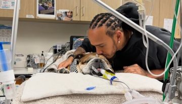 Dolor en la Fórmula 1: Lewis Hamilton reveló que su perro Roscoe se encuentra en coma: «Ya no sé si va a despertar»
