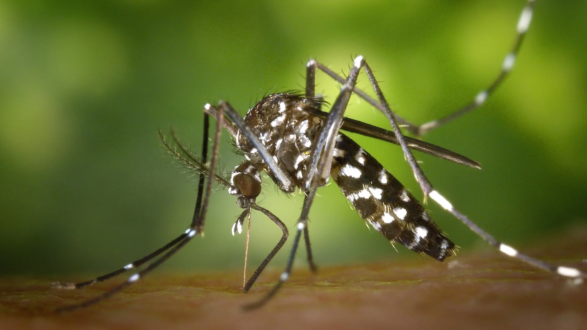 El virus del Nilo se expande por Europa, que registra récord de casos de los últimos tres años: Italia es el país más afectado