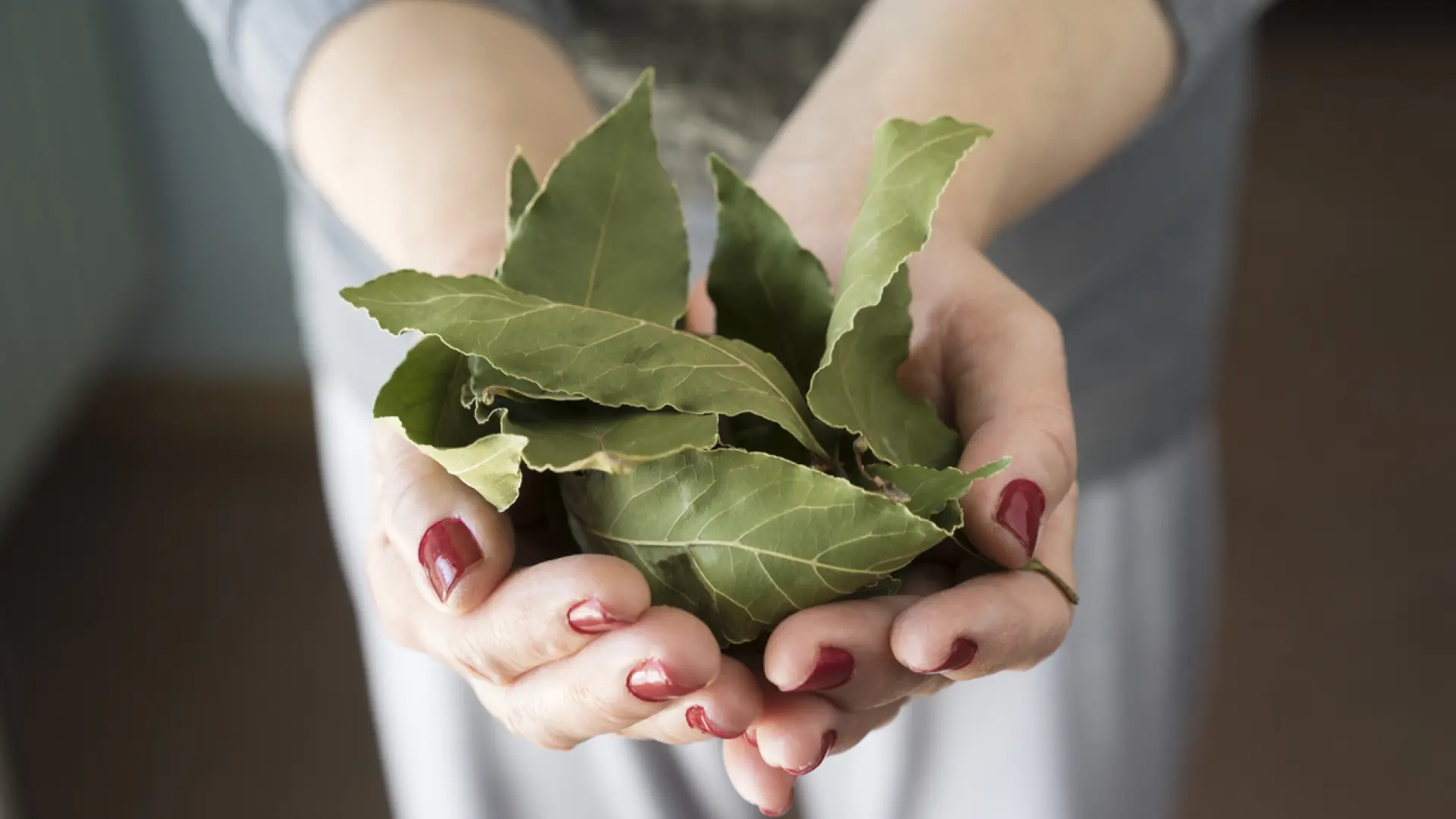 Las cinco propiedades del laurel para la salud que no conocías, desde ponerlo bajo la almohada hasta eliminar la caspa de forma eficaz
