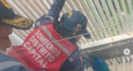 Bomberos de Caracas rescataron a una guacamaya atrapada en una rejilla en Chacao