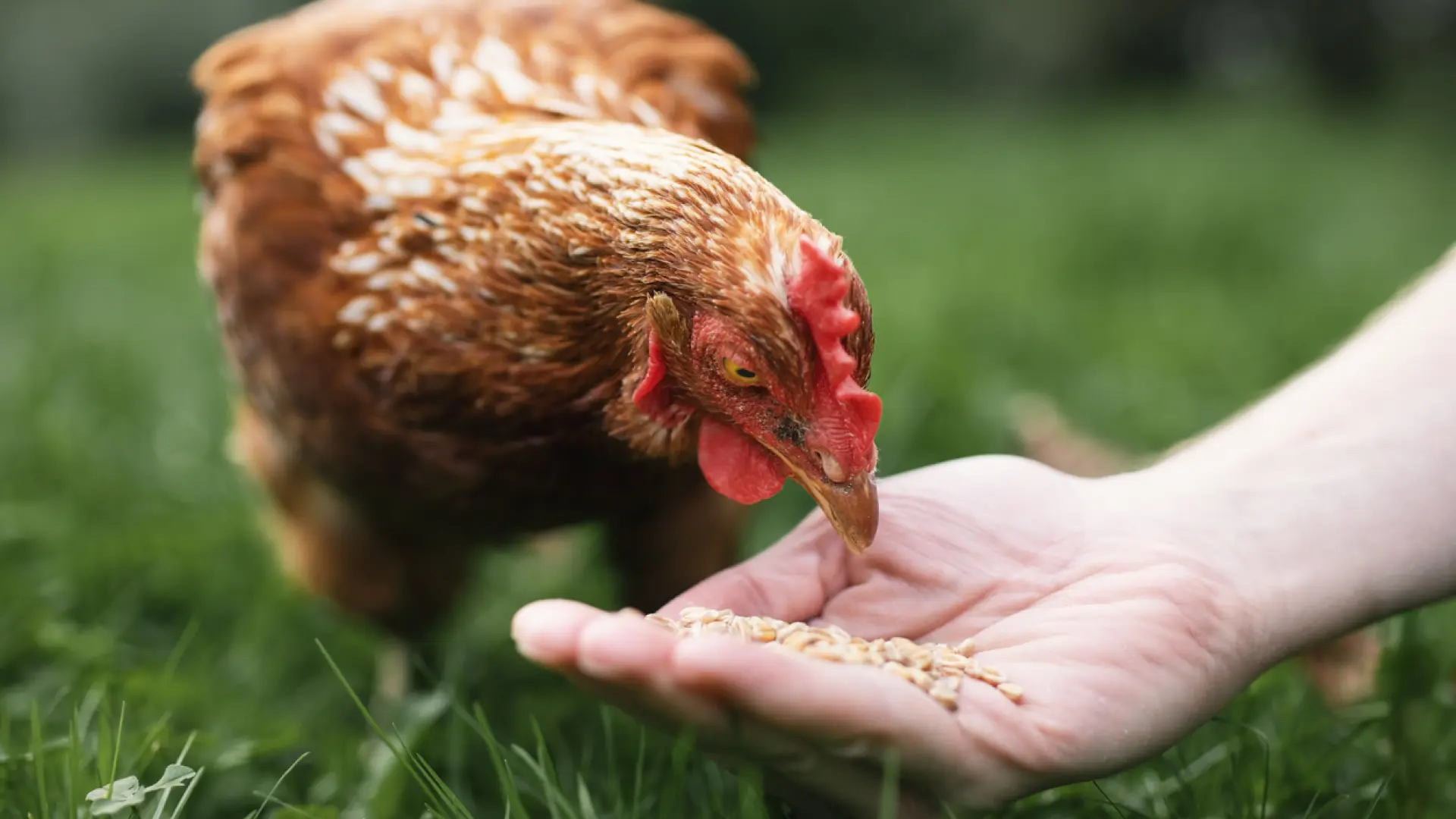 La gripe aviar vuelve a España: los pasos cruciales a seguir si tienes contacto con aves infectadas